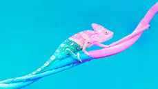 Chameleon
