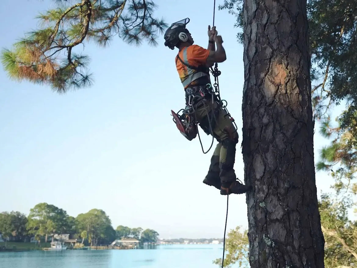 Backridge Tree Service