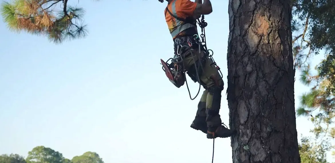 Backridge Tree Service