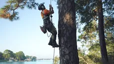 Backridge Tree Service