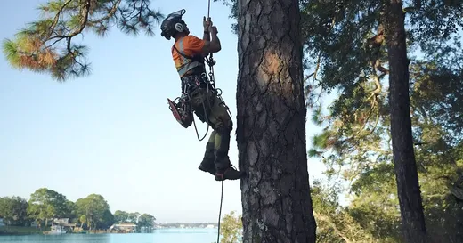 Backridge Tree Service