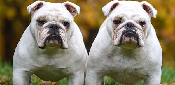 twin bulldogs
