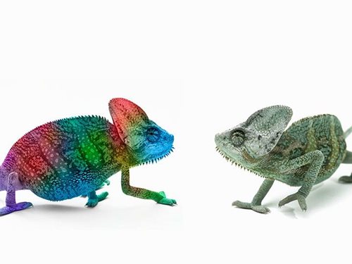 rainbow chameleon is very different from the green one
